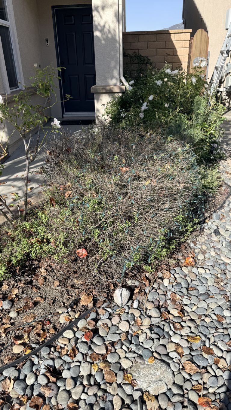 Christmas 2025 Outdoor Decorations